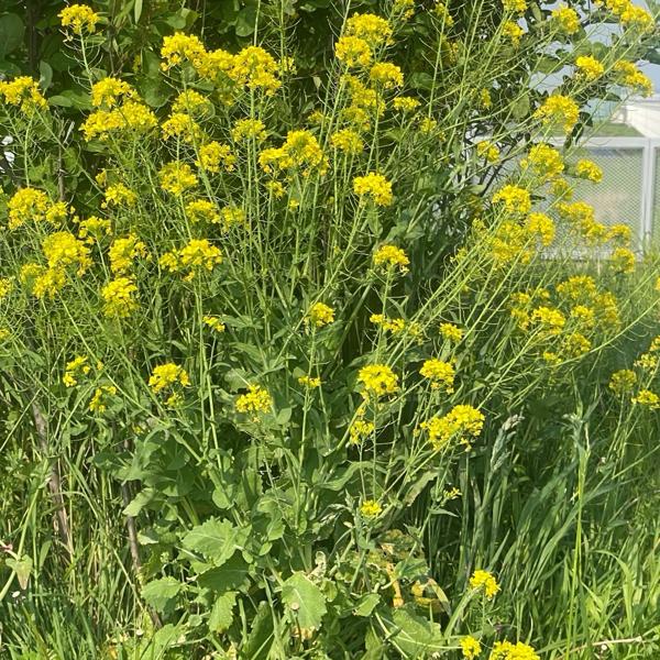 Field mustard (Brassica rapa)